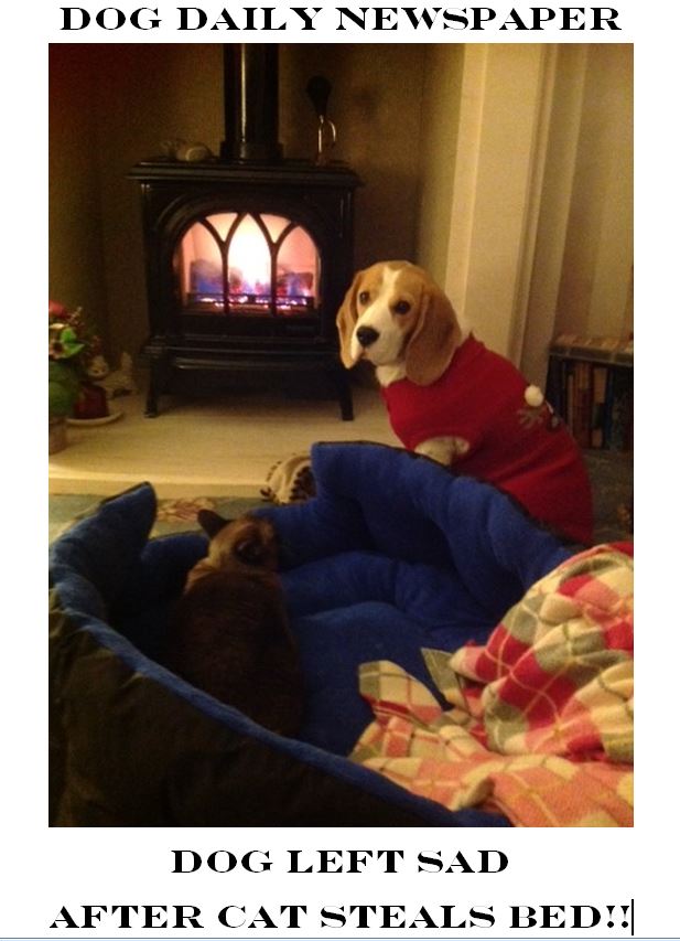 Dog Left Sad After Cat Steals Bed